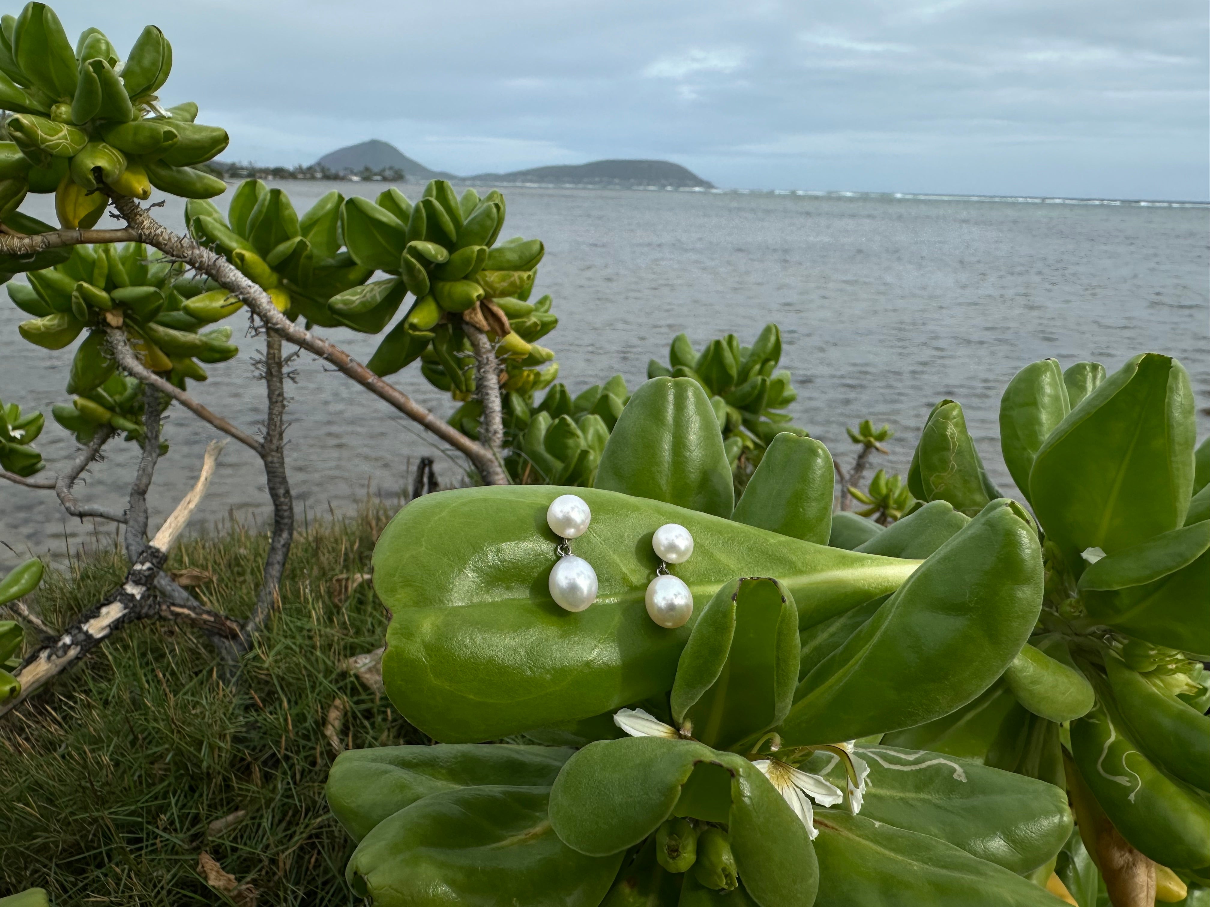 14K White Gold Lavish Freshwater Pearl Drop Earrings