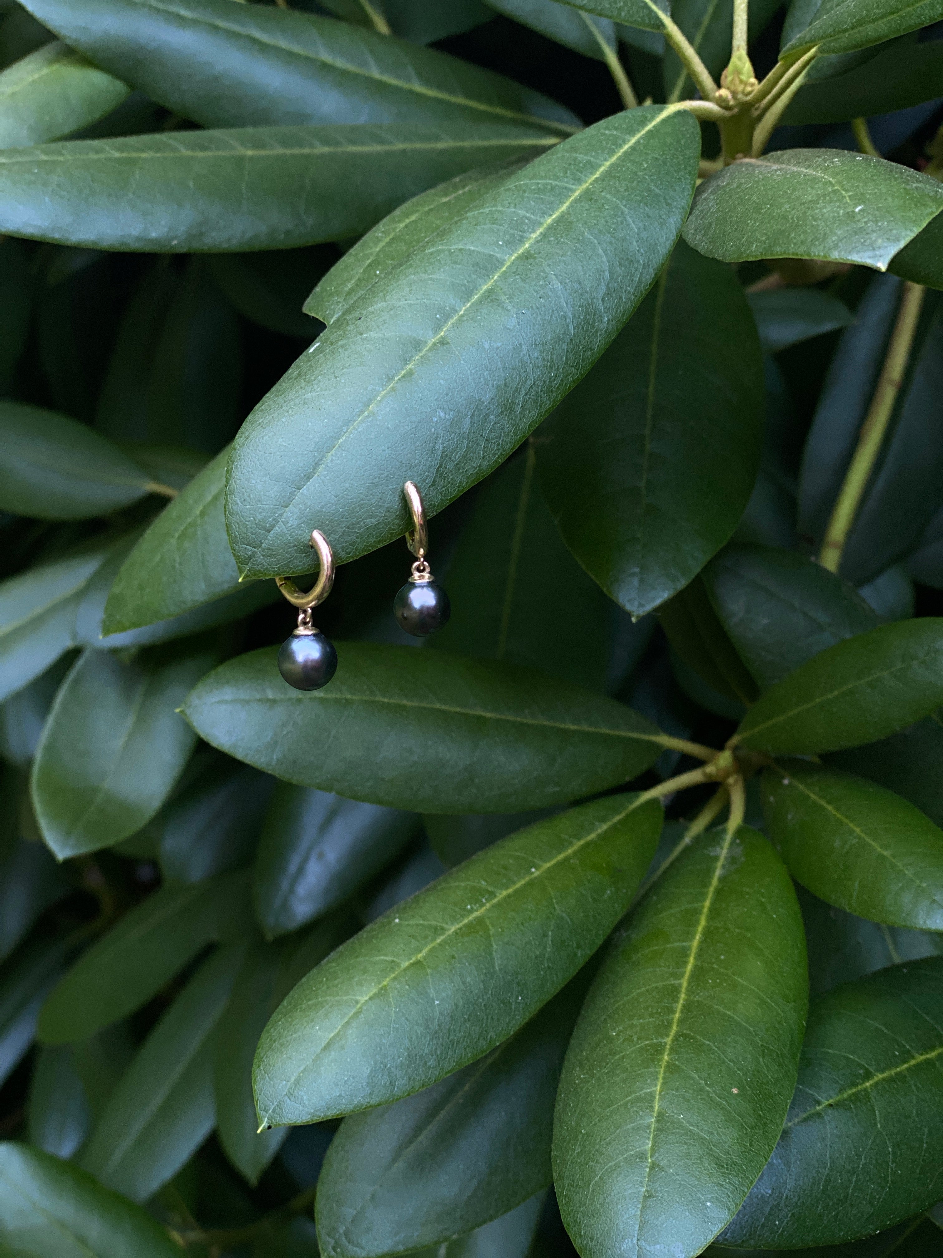 Tahitian 14kt Gold-Hoops