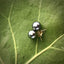 Tahitian Pearl 18kt Stud Earrings