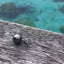 Tahitian Pearl 18kt White Gold Victory Pendant