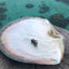 Tahitian Pearl 18kt Stud Earrings