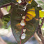 Gardenia Baroque Pearl Earrings